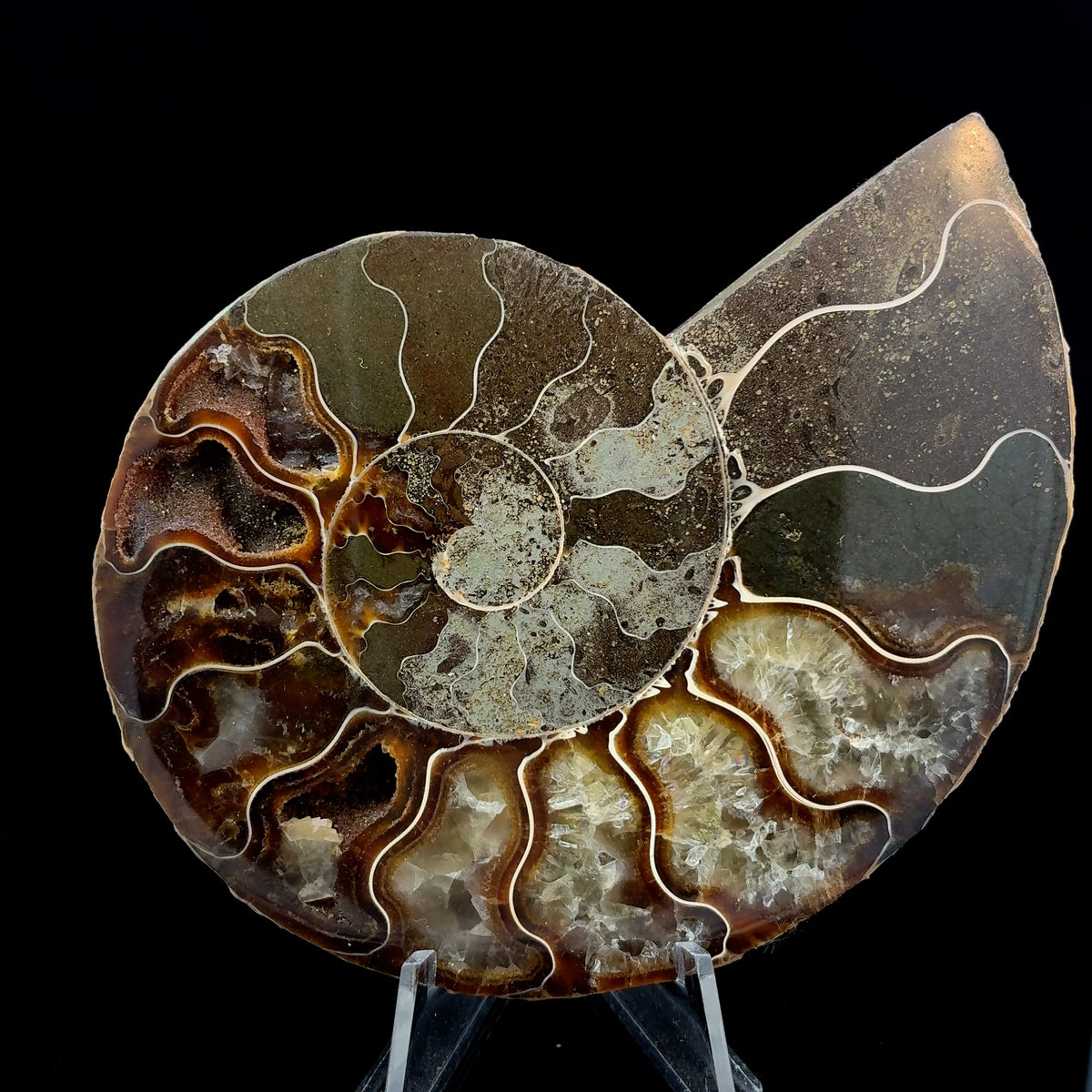 Natural ammonite fossil specimen from Morocco, 132 grams, measuring 100 x 83 x 13 mm