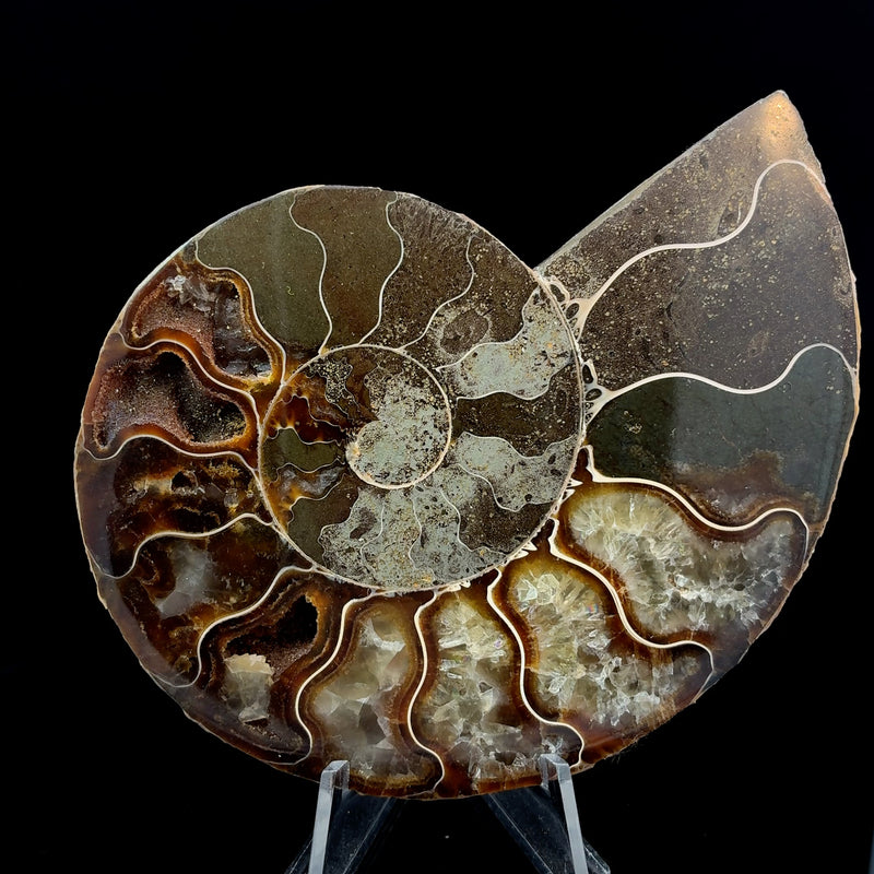 Natural ammonite fossil specimen from Morocco, 132 grams, measuring 100 x 83 x 13 mm