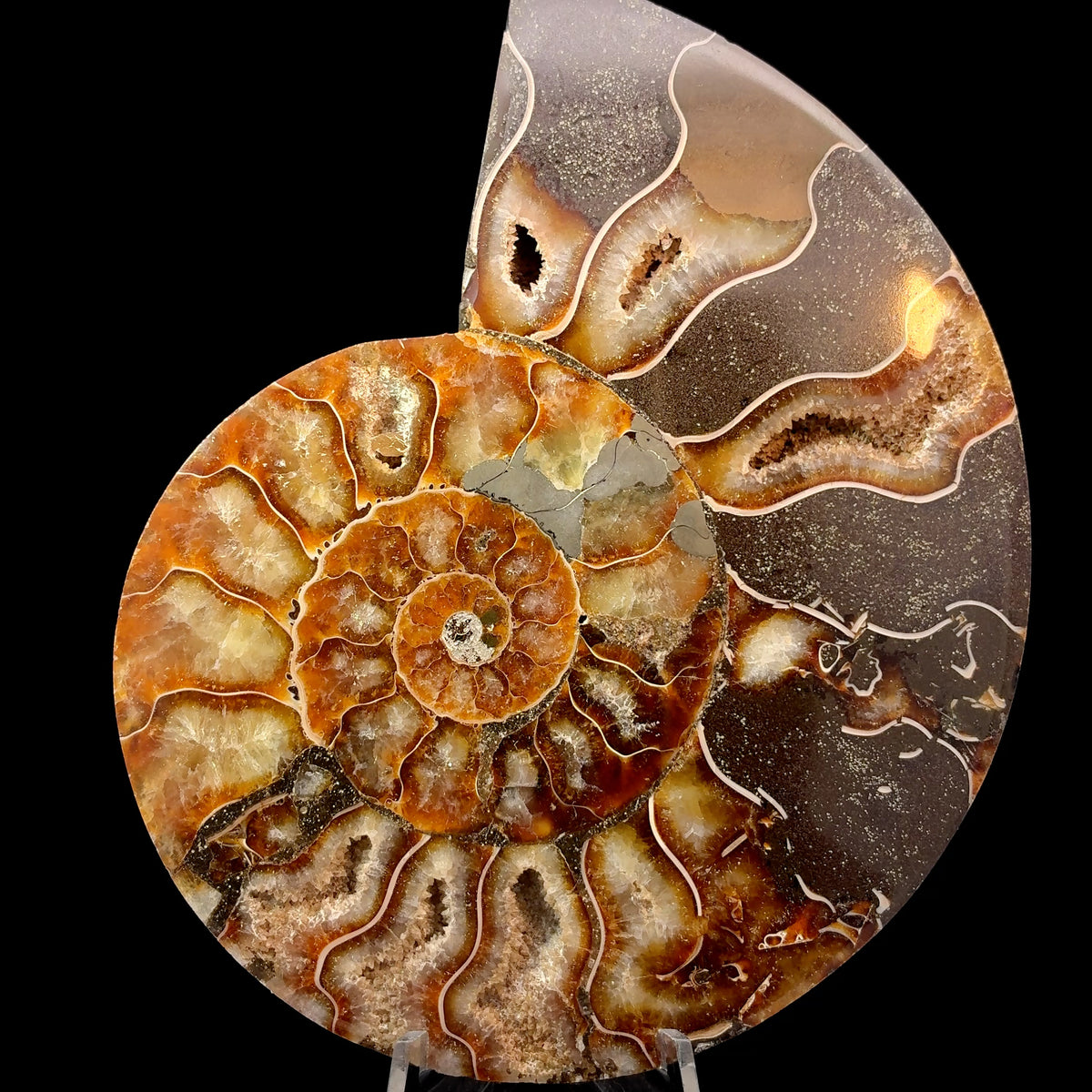 Natural ammonite fossil from Morocco, 163 gram collector specimen measuring 116 x 93 x 14 mm