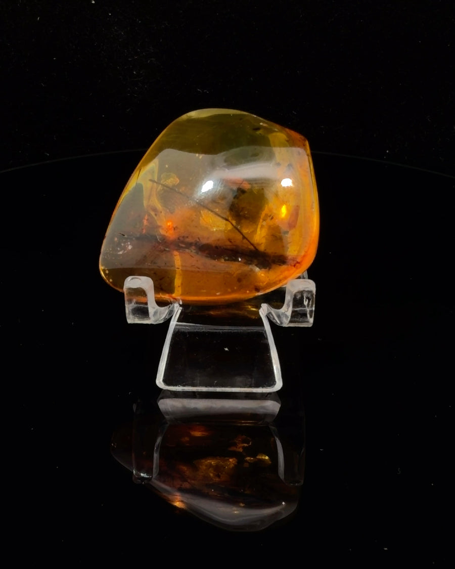 Freeform Polished Baltic Amber  with Insect Inclusions