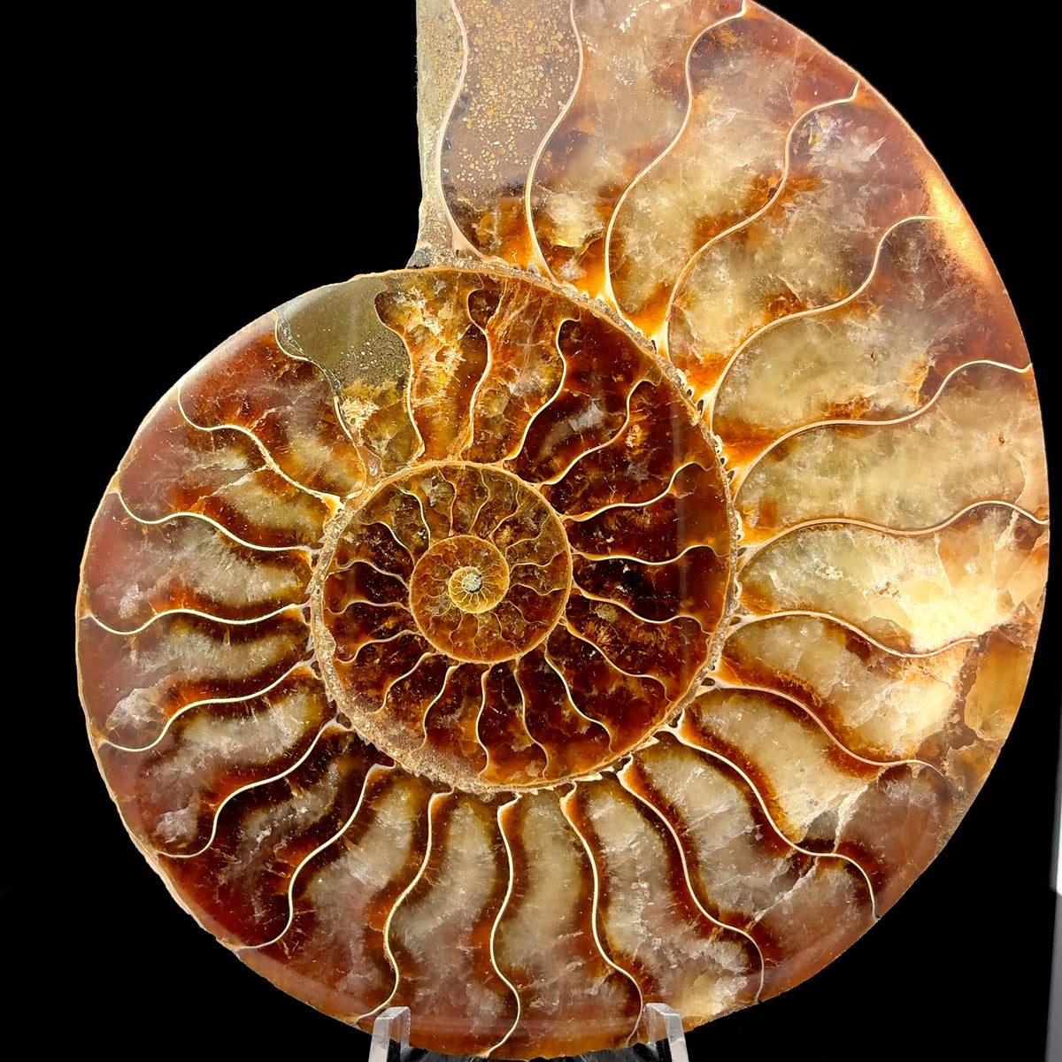 Natural ammonite fossil from Morocco weighing 166 grams and measuring 117 x 97 x 12 mm
