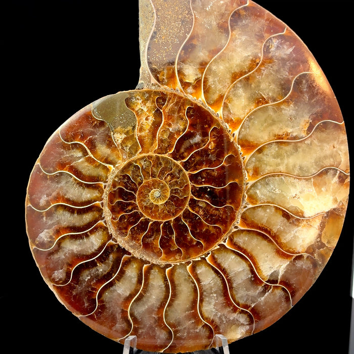 Natural Ammonite Fossil from Morocco – 166g Collector Display Specimen