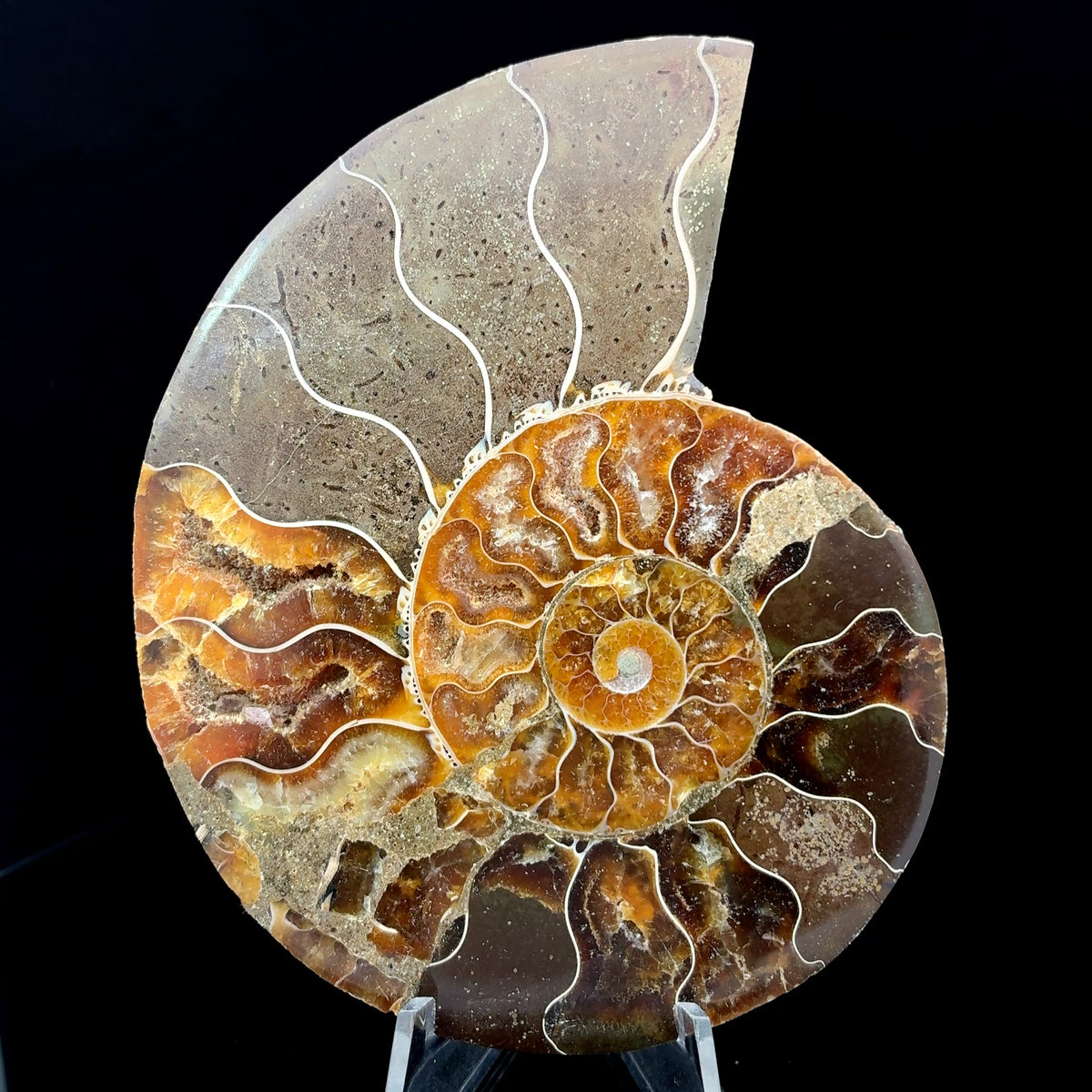 Natural ammonite fossil specimen from Morocco, 117 grams, measuring 99 x 80 x 12 mm