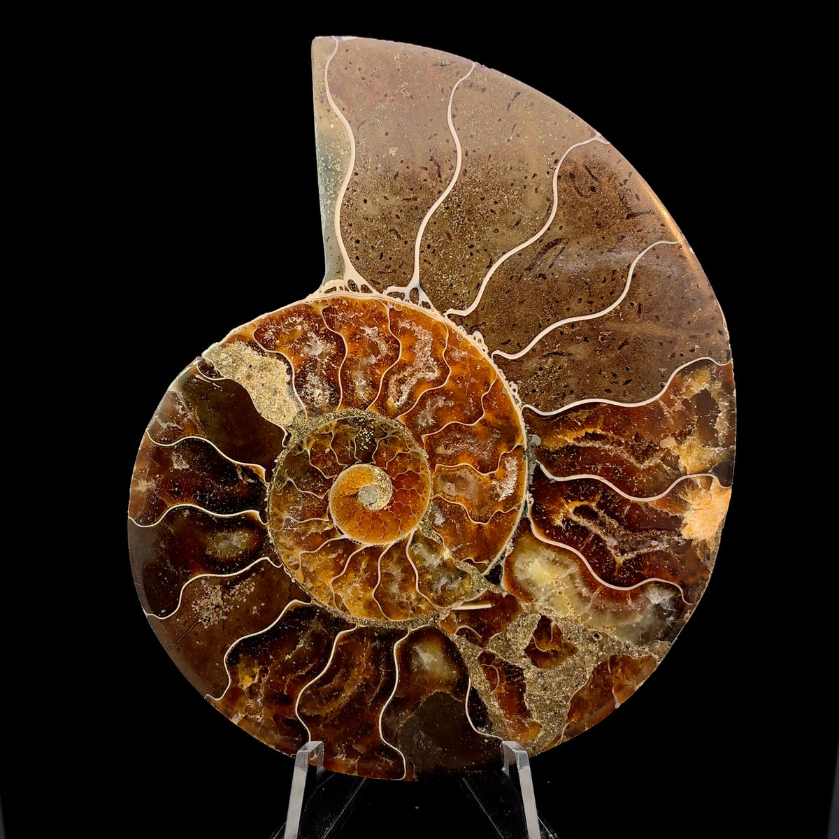 Natural ammonite fossil from Morocco, 114 gram prehistoric marine fossil specimen measuring 98 x 80 x 12 mm